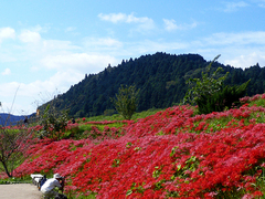 簑沢彼岸花.jpg