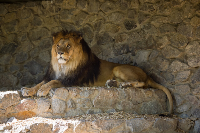 多摩動物公園、暑さでライオン３頭が亡くなる…。砂山アナ「人間でもなんだこれという暑さ。動物はその情報もない」