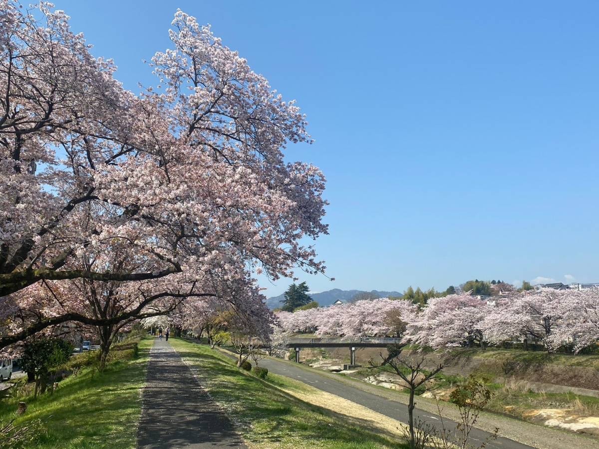 桜　幸せ