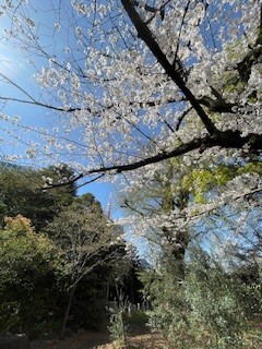 タワーと桜と青空と