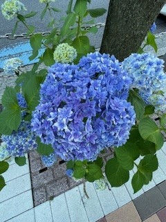 紫陽花ブルー