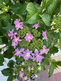 紫陽花パープル