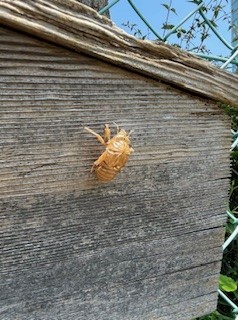 8月の蝉 の抜け殻