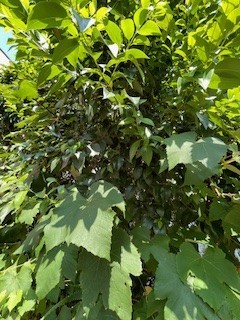 夏の陽を浴びて