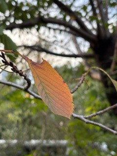 紅葉開始