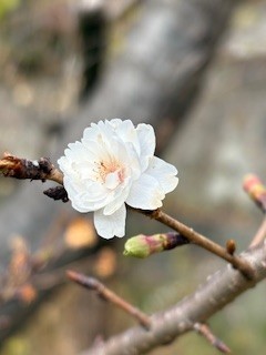 新年を寿ぐ