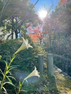  紅葉の季節にユリが咲く