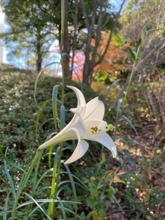  花に教えられ1年を締め括る